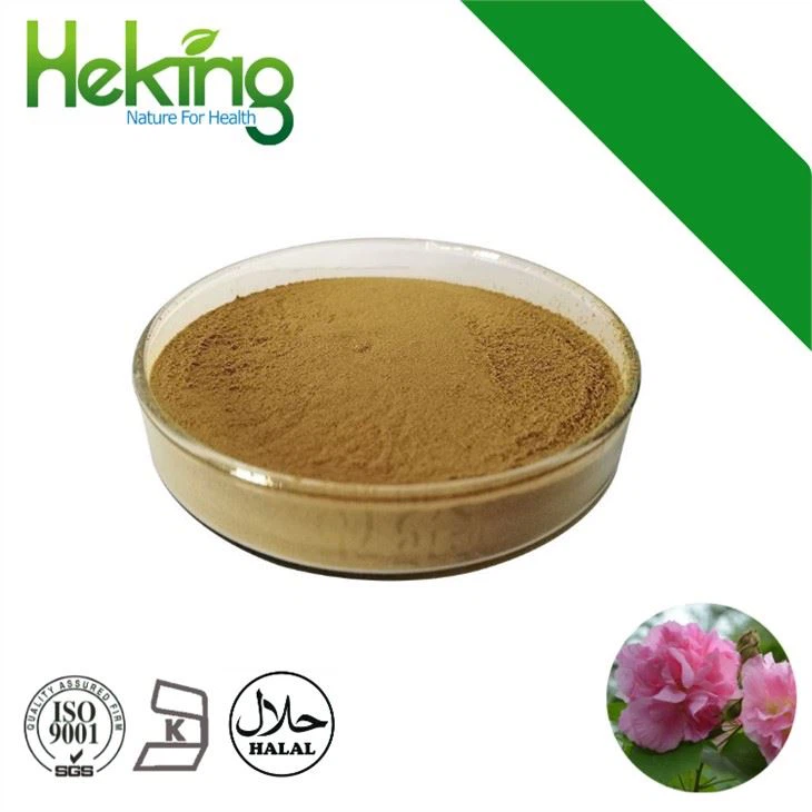 Hibiscus Extract